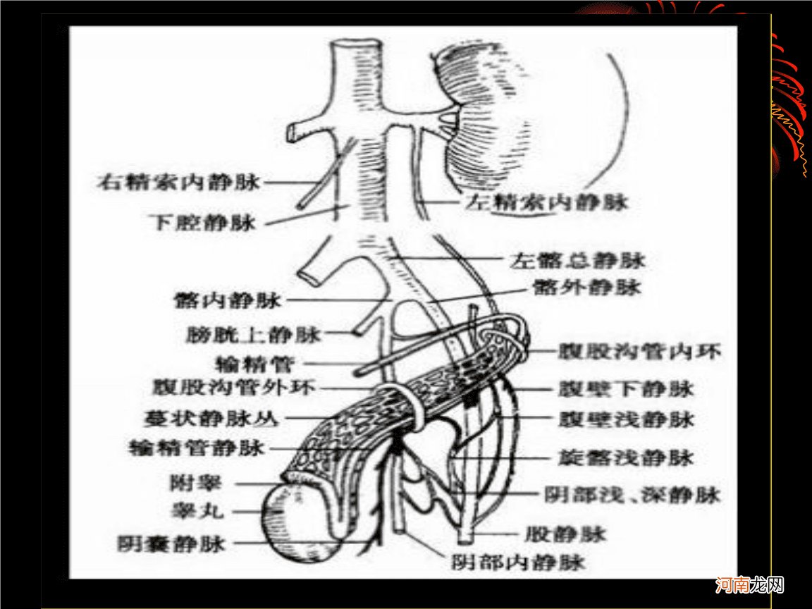 静脉在哪里 贵要静脉在哪里