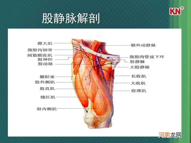 静脉在哪里 贵要静脉在哪里