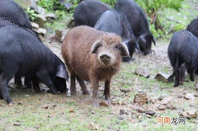 哪里有野猪 安徽哪里有野猪