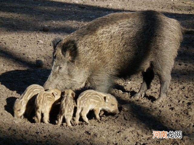 哪里有野猪 安徽哪里有野猪