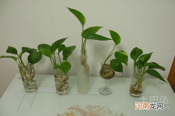 怎样种植绿萝 怎样种植绿萝视频