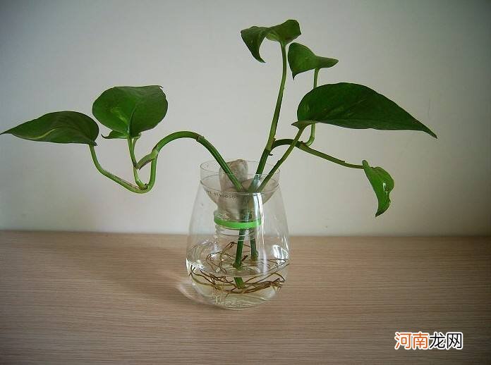 怎样种植绿萝 怎样种植绿萝视频