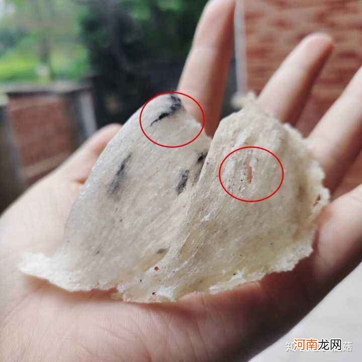 燕窝是怎样的 燕窝是怎么来的?看完这个你就知道了