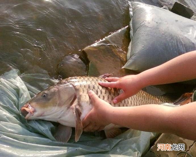 黑坑怎样钓鲤鱼 黑坑钓鲤鱼技巧详解全攻略