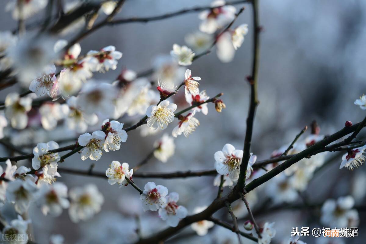 梅花是怎样的 冬天的梅花是怎样的