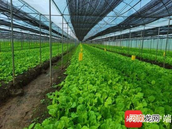 怎样种植蔬菜 高温天气怎样种植蔬菜
