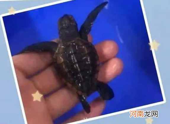 海龟宝宝|猜一猜海龟宝宝出生在哪里 神奇海洋11月8日答案