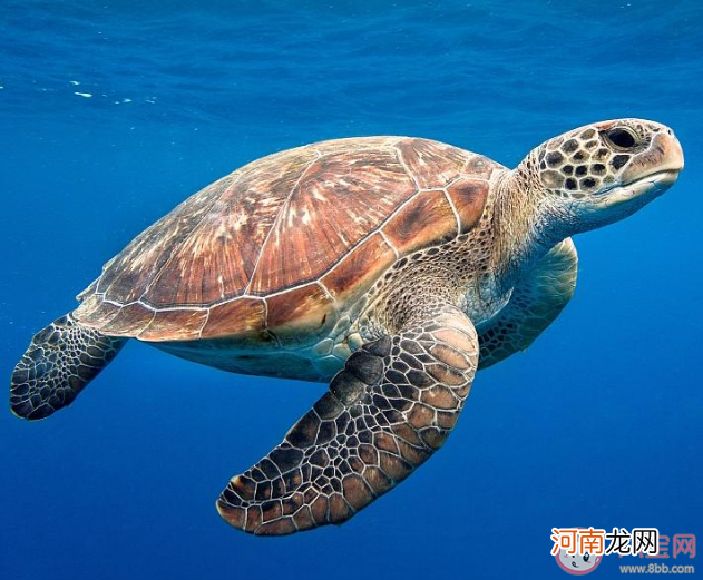 海龟宝宝|海龟宝宝出生在哪里 蚂蚁森林神奇海洋11月8日正确答案