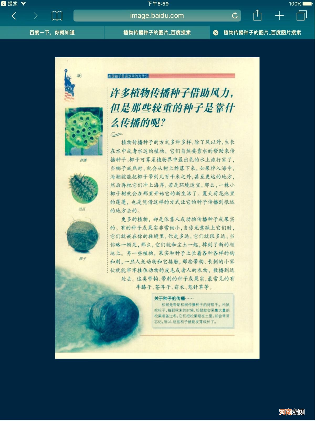 植物怎样传播种子 植物怎样传播种子写话