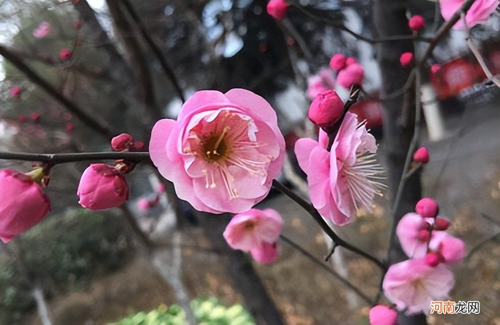 4副妙趣横生的极品春联，对仗很工致，耐人品味实有才