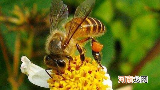 蜜蜂怎样 蜜蜂怎样合群