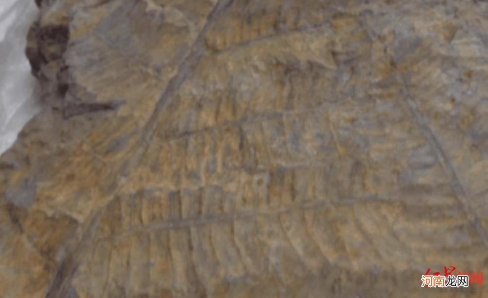 四川村民水沟捡到2.5亿年前动物化石，已移交博物馆