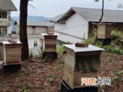 怎样养中蜂 怎样养中蜂蜂蜜产量高