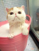 怎样给猫洗澡 在家怎样给猫洗澡