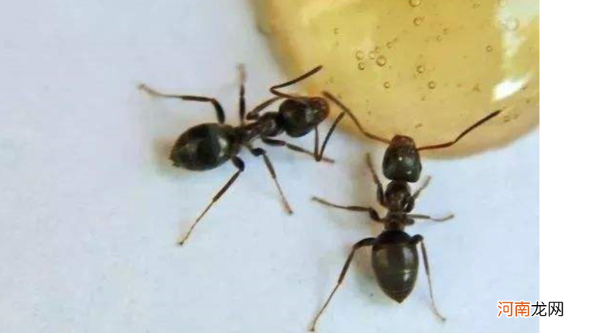 怎样消灭蚂蚁 怎样消灭蚂蚁群
