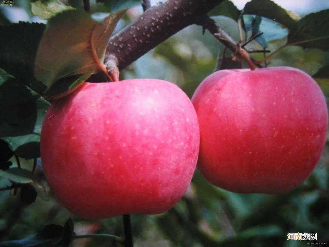 苹果是种在哪里的 平果是哪里