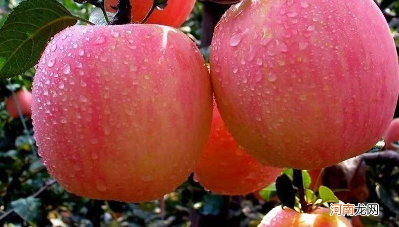 苹果是种在哪里的 平果是哪里