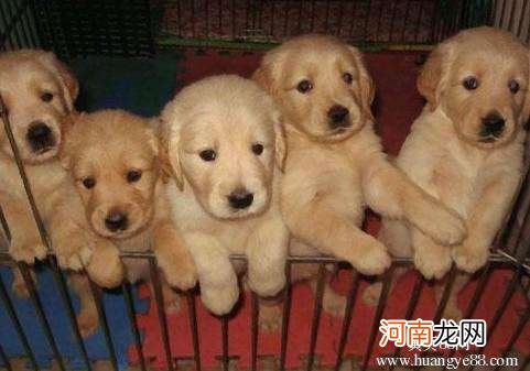 哪里可以买狗 杭州哪里可以买狗