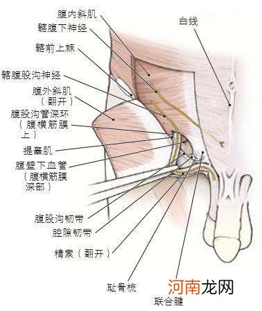 腹部在哪里 人体腹部在哪里