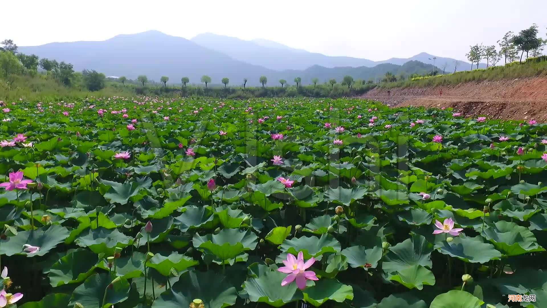 荷花池在哪里 金沙荷花池在哪里