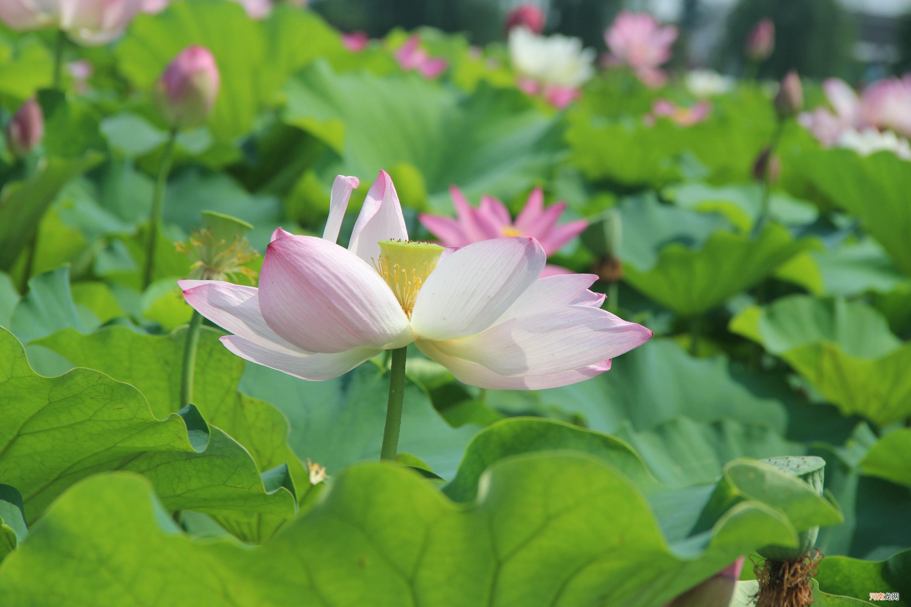 荷花池在哪里 金沙荷花池在哪里