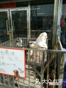 宠物市场在哪里 南京宠物市场在哪里