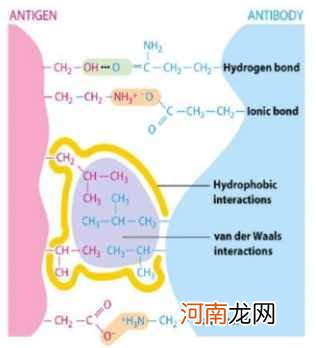 抗原抗体的相互作用 抗原是什么？