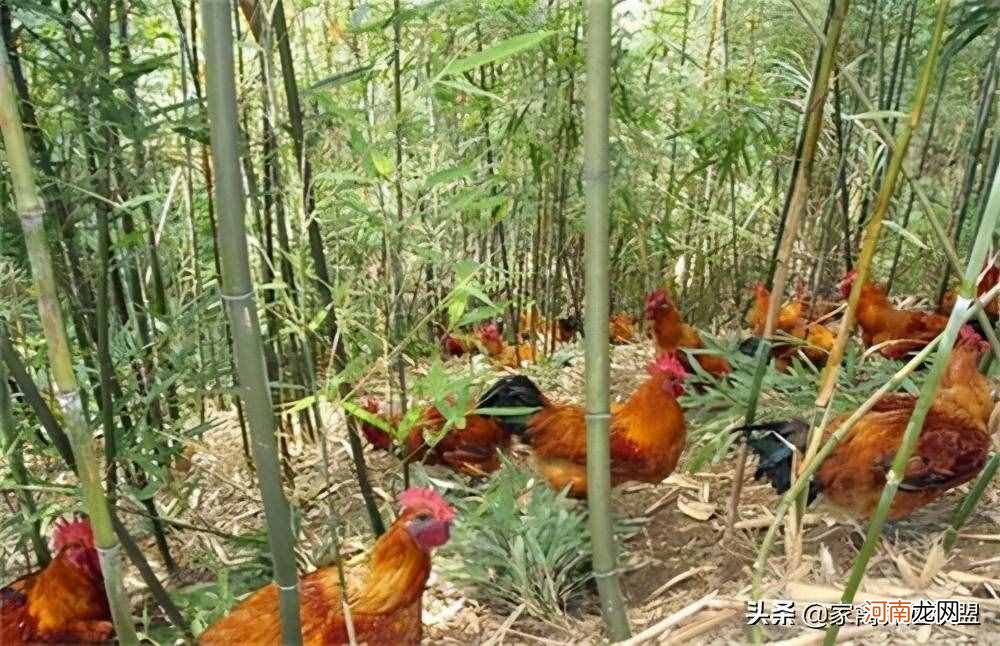 林下养鸡如何选择最适合的场地？ 林地养鸡