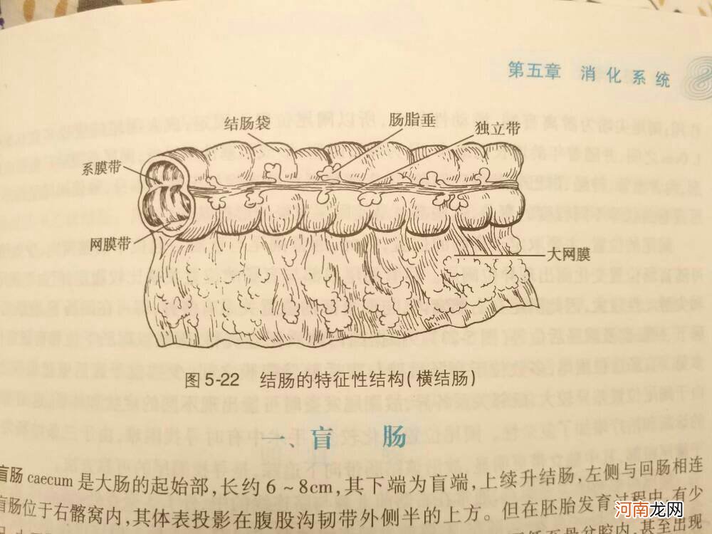 结肠是哪里 乙状结肠是哪里