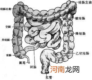 结肠是哪里 乙状结肠是哪里