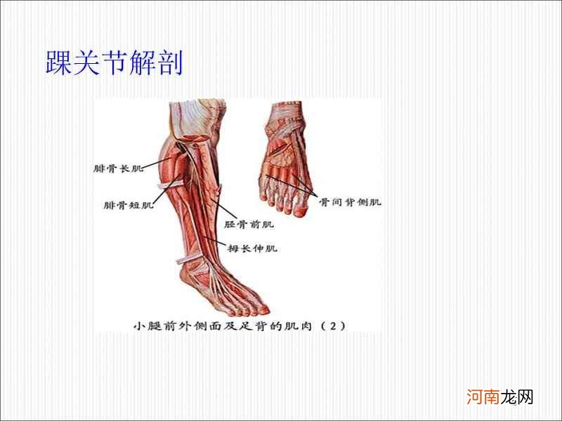 脚踝是哪里 脚踝是哪里部位