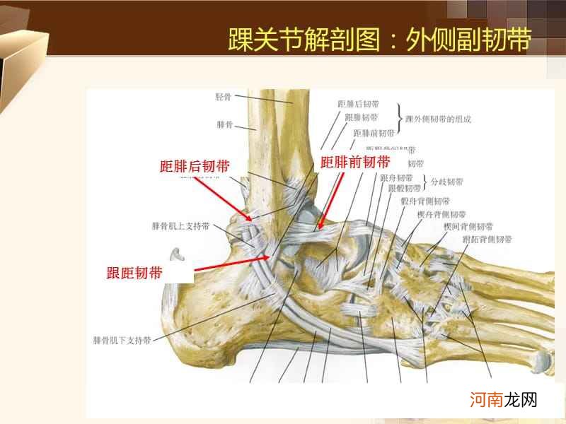 脚踝是哪里 脚踝是哪里部位