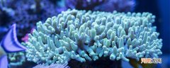 珊瑚和珊瑚虫都是生物吗 珊瑚和珊瑚虫是不是生物