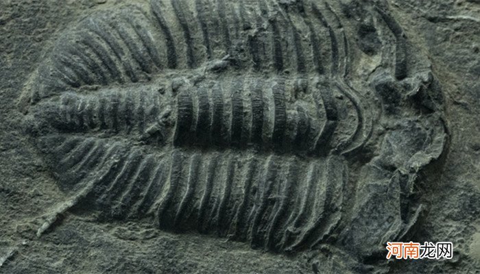 鱼化石是怎样形成的 鱼化石的形成原因