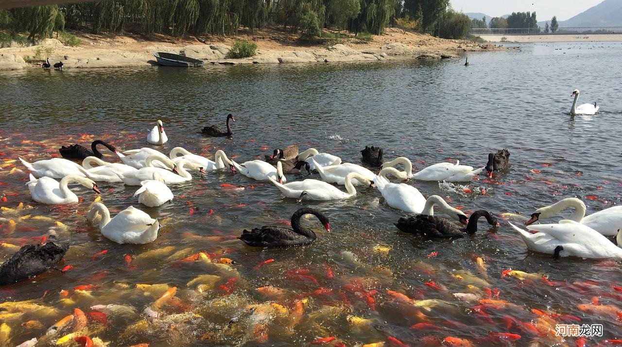 天鹅湖在哪里 森林天鹅湖在哪里