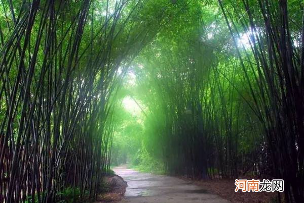 竹海在哪里 中国大竹海在哪里