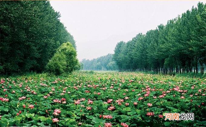 微山是哪里 微山是哪里的城市