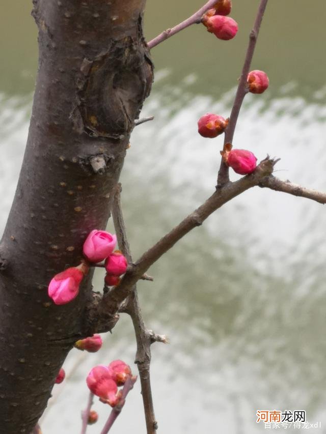 梅花哪里有 梅花哪里有修电脑的地方