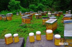 哪里卖蜂蜜 哪里卖蜂蜜槽子糕机器