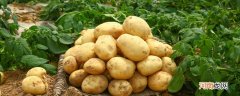 土豆的由来 土豆是在哪个朝代传入中国的