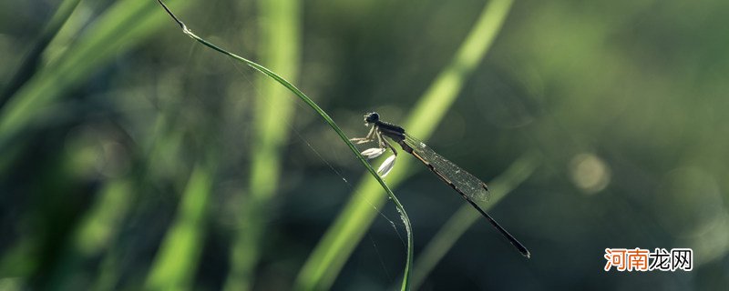 蜻蜓是益虫吗 蜻蜓是不是益虫