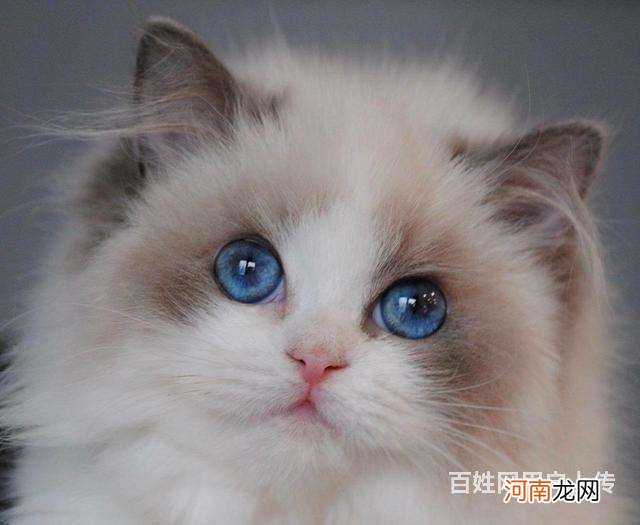 哪里可以买猫 杭州哪里可以买猫