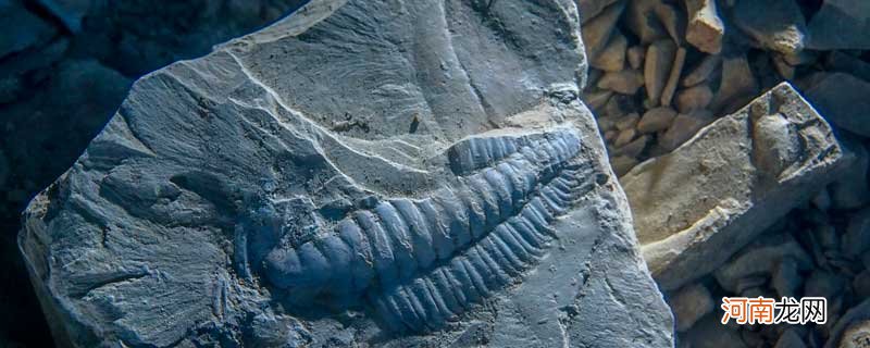 化石怎么形成的 化石如何形成的