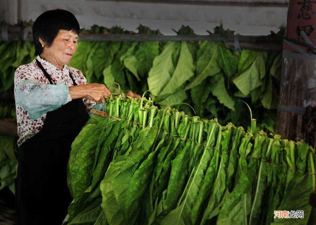 烟丝哪里有卖 云南烟丝哪里有卖