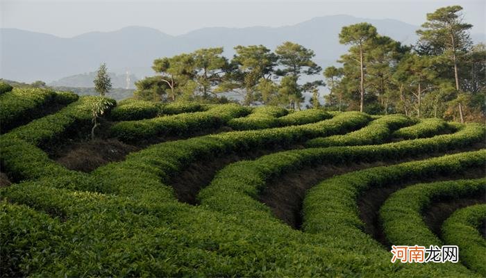 熟普洱属于什么茶类