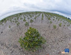 海南儋州：滩涂变绿洲 湿地鹭鸟飞