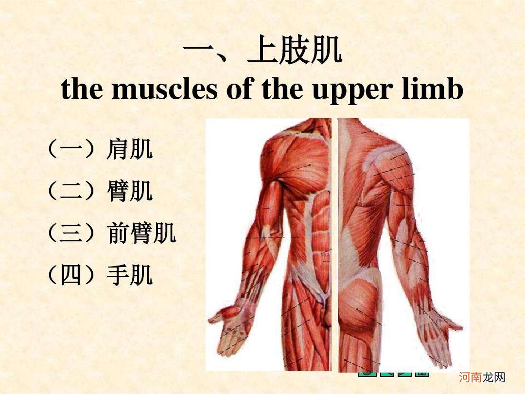 手臂是哪里的反射区 手臂是哪里