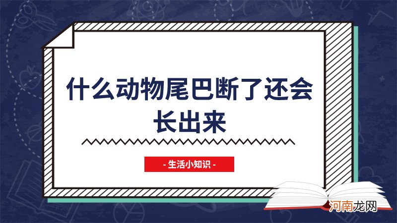 什么动物尾巴断了还会长出来