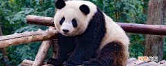 大熊猫有几个手指头