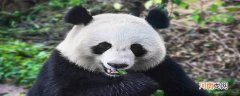 大熊猫的特点是什么